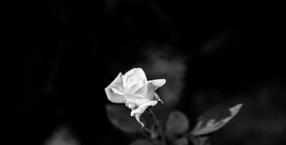 Without Love